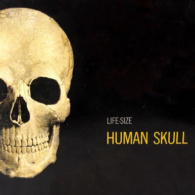 1/1 Atlantis Human Skull Life-Size Anatomy Kit - PREORDER